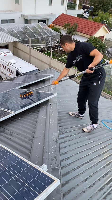 bird proofing-protection.JPG